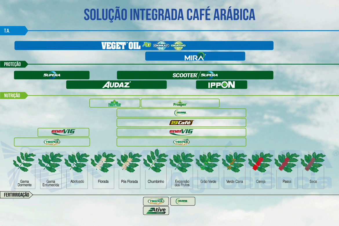 Café Arábica