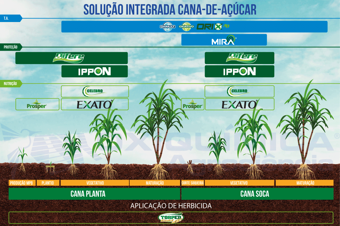 Cana-de-Açúcar